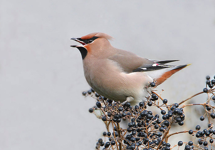 pestvogel.jpg