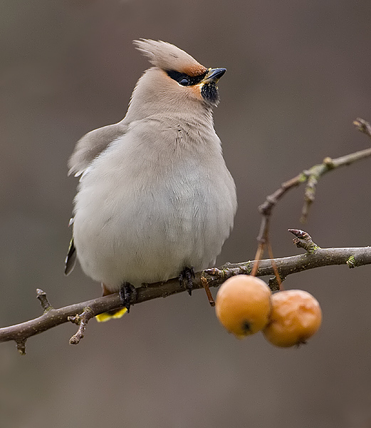 pestvogeltje.jpg