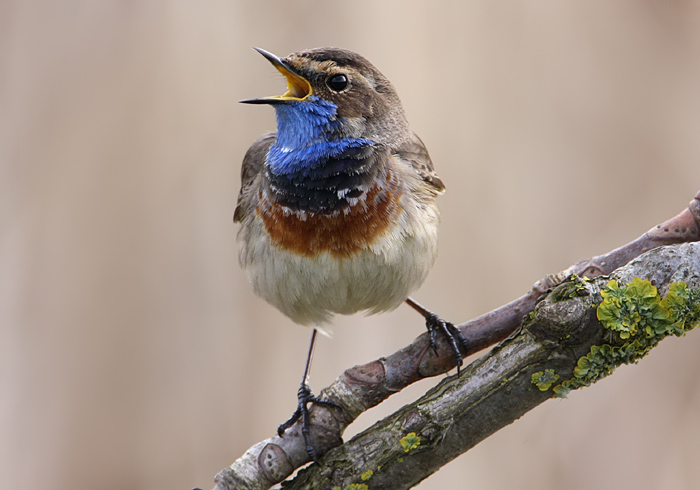 blauwborst.jpg